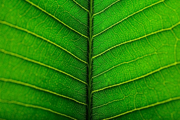 Close Green Leaf Line Background Selective Focus — Stock Photo, Image