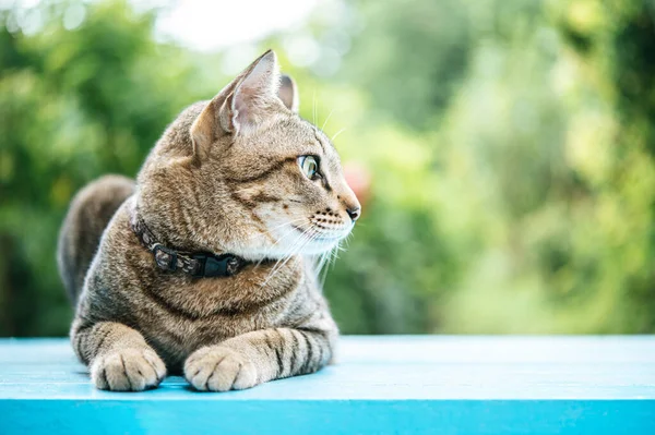 Gros Plan Tabby Sur Sol Ciment Bleu Regardant Gauche — Photo