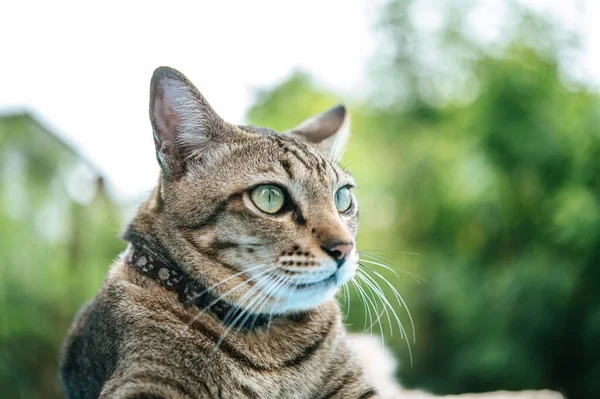 Focus Eyes Tabby Blue Cement Floor — Stock Photo, Image