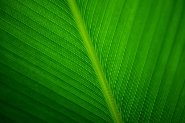 Närbild Ledighet För Bananplanta — Stockfoto