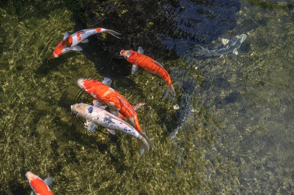 Многие Разноцветные Рыбки Кои Играют Бассейне Закрыть Вид Сверху — стоковое фото