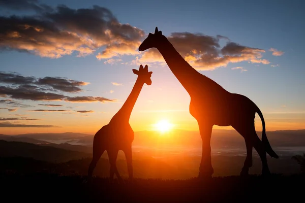 Die Silhouette Einer Giraffe Mit Sonnenuntergang — Stockfoto