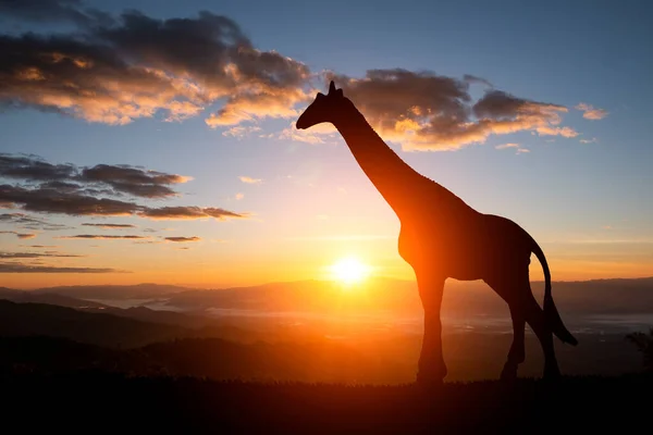 Die Silhouette Zweier Giraffen Vor Dem Hintergrund Des Sonnenuntergangs — Stockfoto