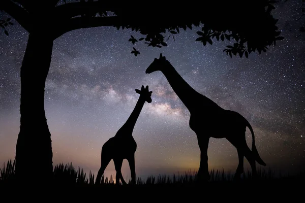 Silhouette Giraffe Two Trees Background Stars — Stock Photo, Image