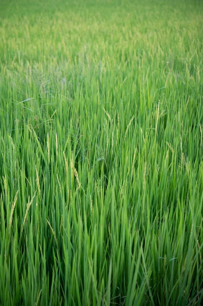 Close Yellow Green Rice Fields — Stock Photo, Image