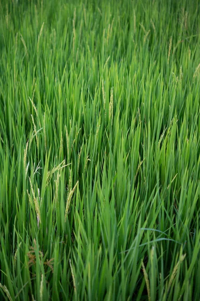 Perto Campos Arroz Amarelo Verde — Fotografia de Stock