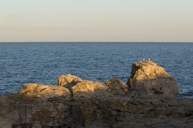 İki martı ile Karadeniz sahilinde bir kaya dramatik manzara