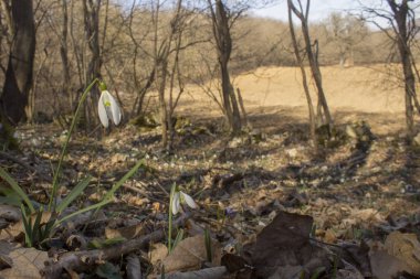 Ormanda geçen yılki yaprakları ile büyüyen kardelen dolu Glade. 