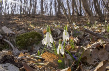 Ormanda geçen yılki yaprakları ile büyüyen kardelen dolu Glade. 