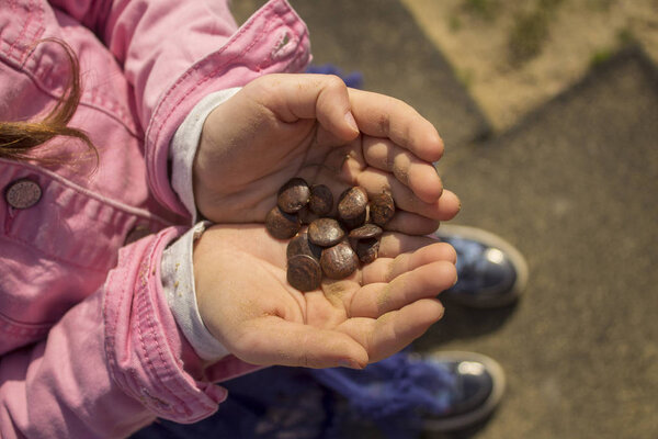 Kid's hands holding seeds of a tree.