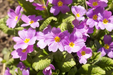Bahar bahçesinde küçük çalılar ve yaban çiçekleri Primrose, Primula