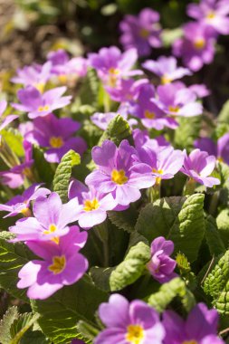 Bahar bahçesinde küçük çalılar ve yaban çiçekleri Primrose, Primula