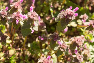 Doğal ortamında çiçeklenme kırmızı ölü ısırgan (Lamium purpureum). 