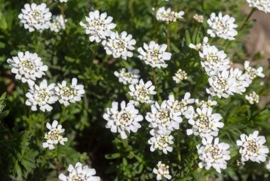 Beyaz candytuft çiçek (Iberis sempervirens)-polen ve bazı açılmamış tomurcuklar ile stamens gösteren yakın. 