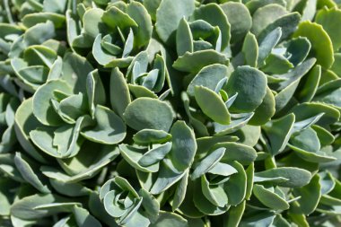 Büyük yeşil kaktüs bitki üst görünümü.