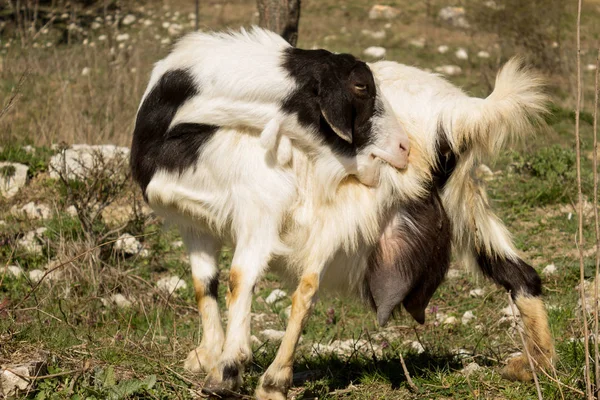 Porträtt av vackra gravida get är repor på grön fjäder äng fält på landsbygden i byn. — Stockfoto