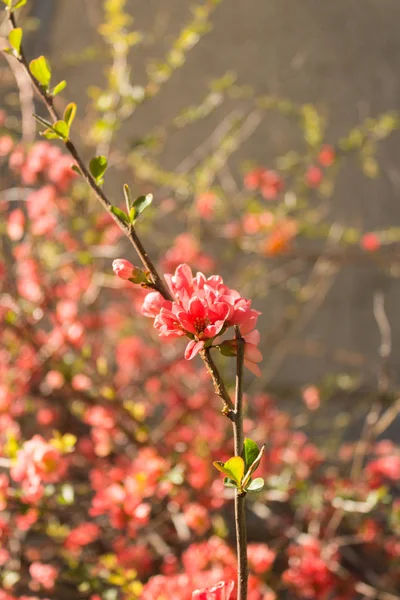 Flores rojas de membrillo japonés floreciente en la temporada de primavera . — Foto de Stock