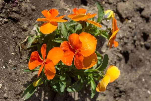 A bunch of orange violets, Close up, top view. Orange flowers in a garden.