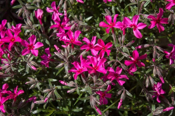Rosafarbene "Sweet William Catchfly" -Blüten (oder Gartenschlingmücke), die in einem Garten wachsen. — Stockfoto