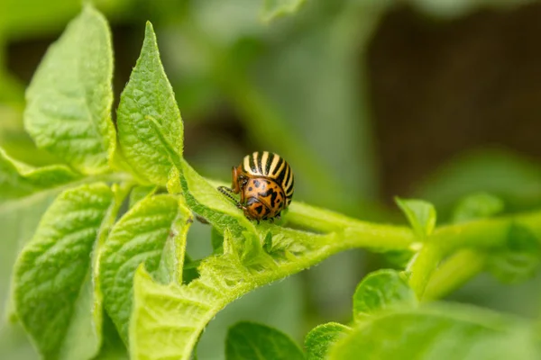 Coleottero della patata del Colorado (Leptinotarsa decemlineata) mangia foglie di patate in giardino . — Foto Stock