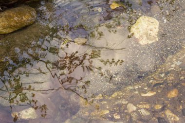 Nehir su yüzeyinin yakın çekim fotoğrafçılığı. Nehir üzerinde güzel dalgalar taşlar ve bahar güneşli bir günde çim yansıması üzerinde akar. Su dokusu