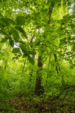 Yağmurlu bir günde bahar yoğun orman.