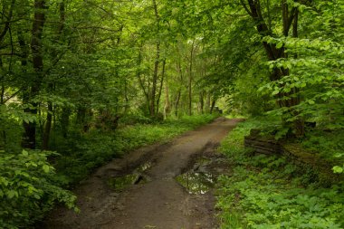  Yağmurlu günde ilkbaharda yeşil yoğun orman yolu.