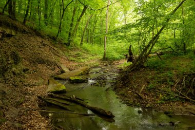 İlkbahar yağmurlu gününde Bulgaristan'ın yeşil ormanlarında derin küçük bir nehir.
