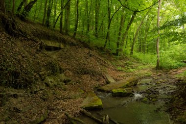 İlkbahar yağmurlu gününde Bulgaristan'ın yeşil ormanlarında derin küçük bir nehir.