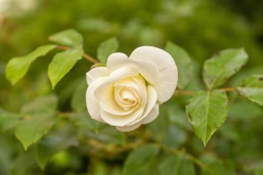 Güneşli bir bahar gününde bahçede açan beyaz gül..