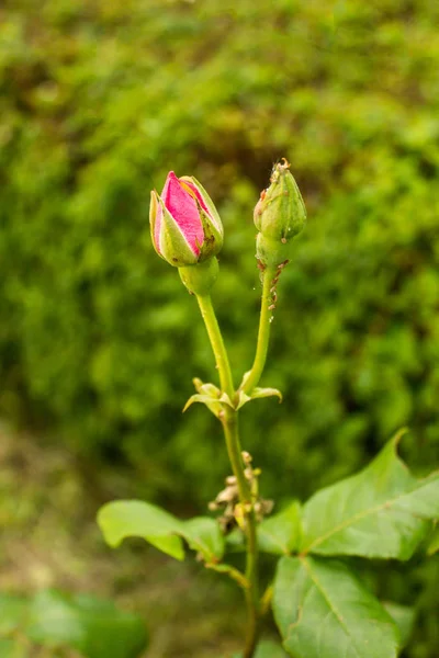 Blattläuse auf Rosenknospen. grüne Blattlausinsekten saugen Saft an Rosenknospe. — Stockfoto