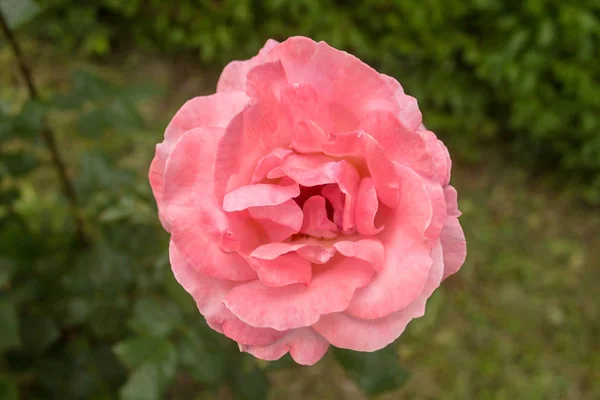 Vörös rózsaszirom virágzó kertben egy napsütéses tavaszi napon. — Stock Fotó
