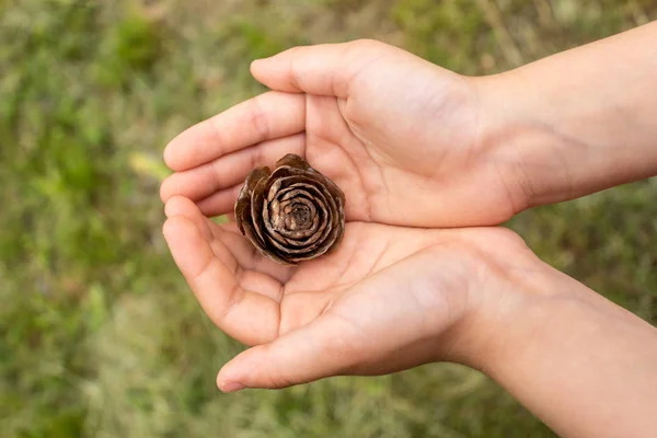 Primer plano de la mano del niño sosteniendo un cono de pino con un fondo borroso natural. Niña sostiene cono en sus manos — Foto de Stock