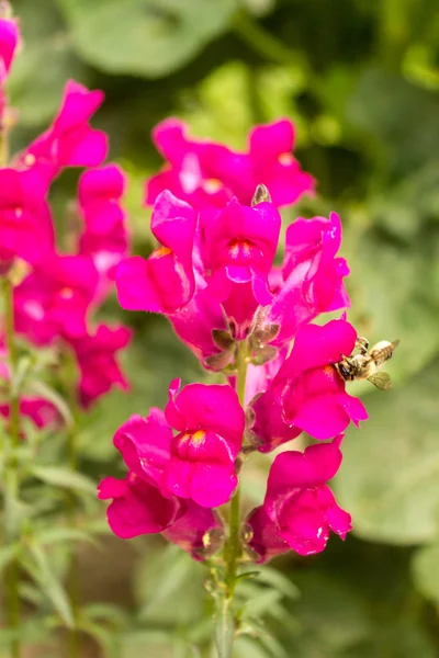 Fleur rose d'antirrhinées poussant dans le jardin avec une abeille dessus . — Photo