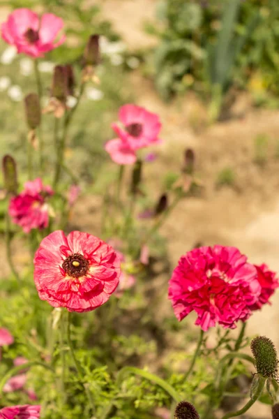 Hahnenfuß asiaticus oder persischer Hahnenfuß rosa Blume. — Stockfoto