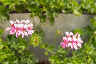 Şehir bölgesinde çiçek açan parlak Sarmaşık-bırakpelargoniums (Pelargonium peltatum) ile stand. Kentsel tarzda. Yakın çekim. 