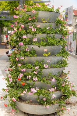 Şehir bölgesinde çiçek açan parlak Sarmaşık-bırakpelargoniums (Pelargonium peltatum) ile stand. Kentsel tarzda. Yakın çekim. 