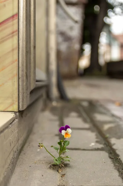 Hermosa violeta púrpura blanca y amarilla creció entre el asfalto y la pared de hormigón . —  Fotos de Stock