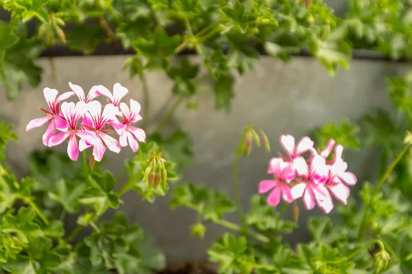 Stand with blossoming bright  Ivy-leaved pelargoniums (Pelargonium peltatum) in city area. Urban style. Close up. — Stock Photo, Image