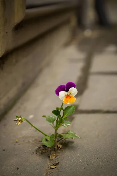 Beautiful purple white and yellow violet grew between the asphalt and concrete wall. Royalty Free Stock Images