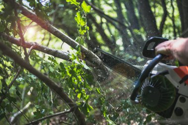 Tahta testereli ağaç testeresi