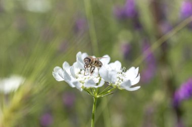 Bal arısı beyaz çiçekten polen topluyor. Seçili odak, metin için alan. 
