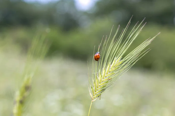 春夏田里的野生小麦青茎和瓢虫对大自然有着密闭的宏观空间和文字 有选择的重点 — 图库照片