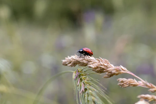 Närbild Nyckelpiga Naturen Våren Sommarfält Utrymme För Text Selektiv Inriktning — Stockfoto