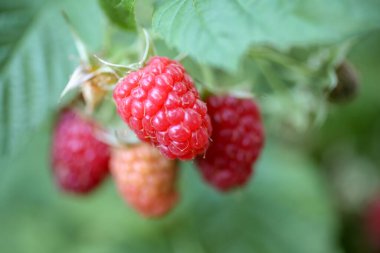 Ahududu çalılığında taze ahududu manzarası. Seçili odak, metin için alan.