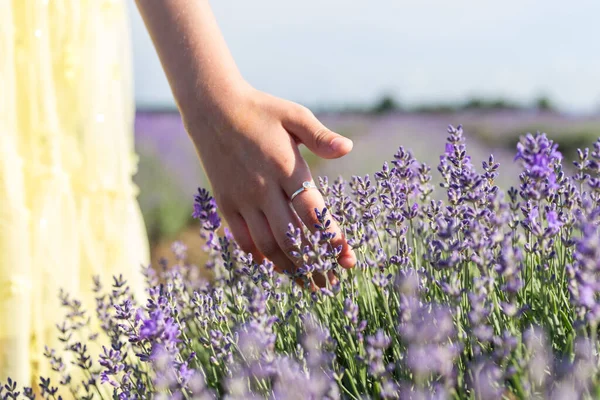 Las Manos Niña Están Tocando Flor Lavanda Púrpura Florecida Ella — Foto de Stock