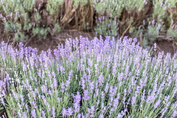 Flores Lavanda Campo Lavanda Roxo Florescido Antes Pôr Sol Foco — Fotografia de Stock