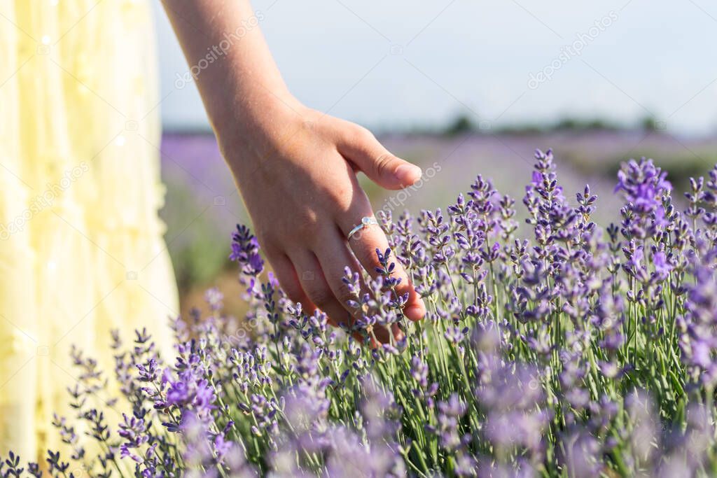Little girl hands are touching bloomed purple lavender flower. She is wearing yellow dress, walking in a lavender field before sunset. Selective focus.