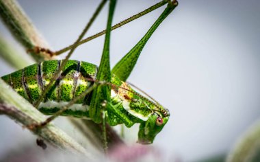 Çimenlerin üzerinde yeşil çekirge
