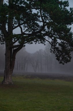 Arbre Brouillard - Quincy Voisin